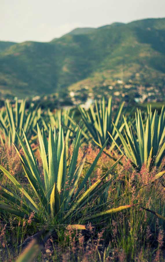The fields, full with Bruxo agaves