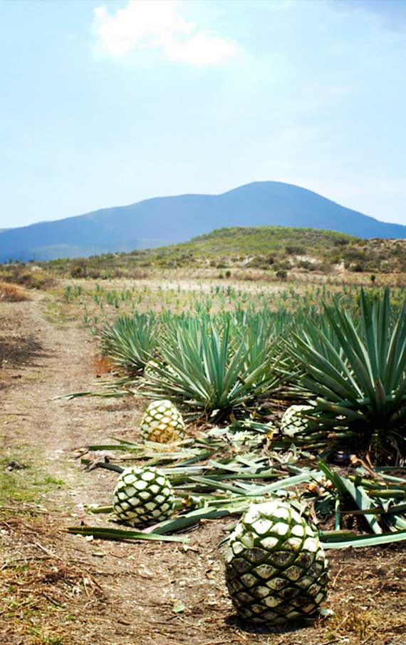 The harvested agave fields in Montelobos