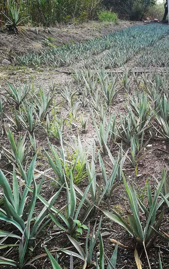 The cultivated agaves in the Bruxo fields