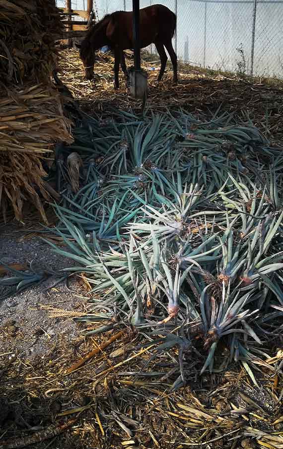 The young agaves ready to be cultivated again