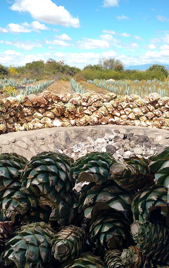 The oven ready to cook the agave