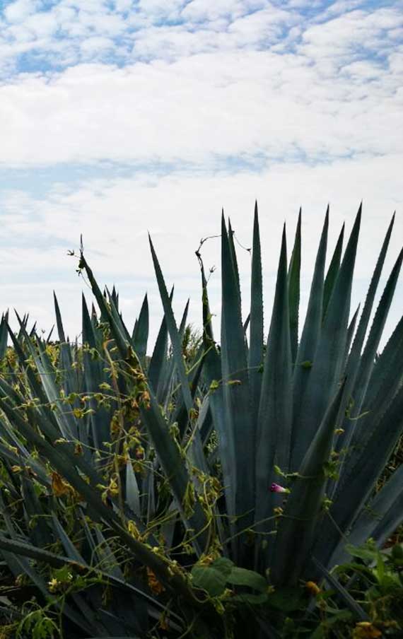 The Agave Tequilana Weber Blue